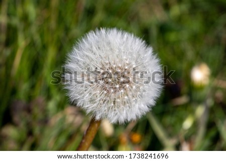 macro pictures of dandelion flower in denmark
