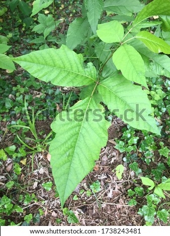 Close-up image of poison ivy leaves against the forest floor along a hiking trail in a Virginia forest.