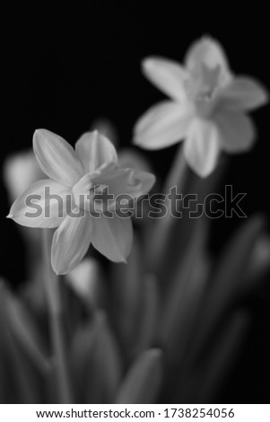 Close-up black and white picture of flower daffodil with blurry visible flower and leaves, all in front of a dark background
