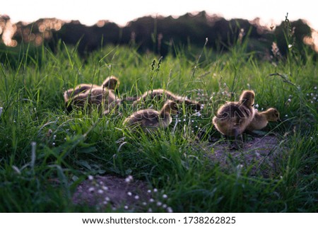 little goose babies in grass