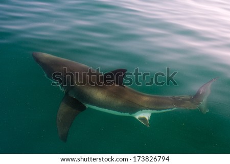White shark (Carcharodon carcharias) in the water