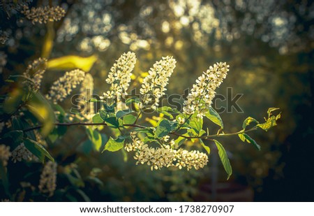 Blooming bird cherry on a green background and the sun. Location - Moscow region. Springtime