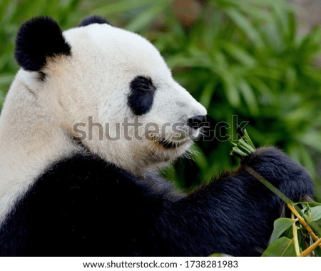 Panda Eat Bamboo And Background Is Green