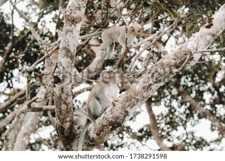 A wild live monkey sits on a tree on the island of Mauritius.Monkeys in the jungle of the island of Mauritius