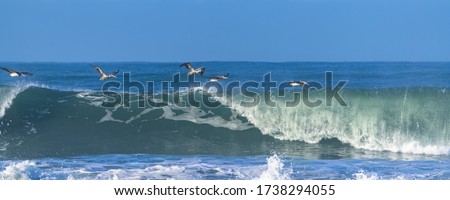 Brown pelicans flying low above a big wave in California
 Royalty-Free Stock Photo #1738294055