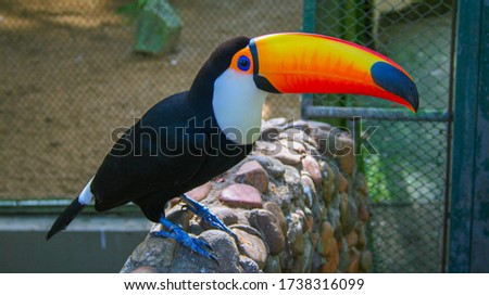 
toucan with its colorful giant beak