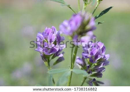 Medicago sativa, alfalfa, lucerne in bloom - close up. Alfalfa is the most cultivated forage legume in the world and has been used as an herbal medicine since ancient times. Royalty-Free Stock Photo #1738316882