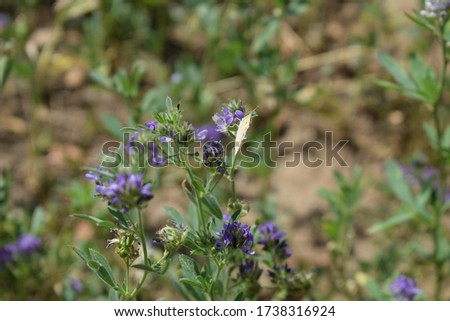 Medicago sativa, alfalfa, lucerne in bloom - close up. Alfalfa is the most cultivated forage legume in the world and has been used as an herbal medicine since ancient times.