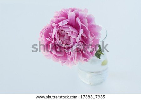 close up image of one huge pink peony in transparent vaze on white background. Greetings and congratulations with mother's day, birthday, anniversary. Holiday concept. Copy space for text