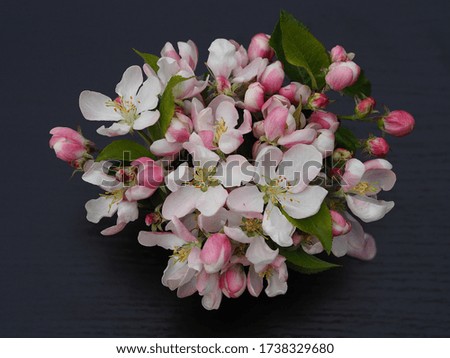 White and pink apple flowers on a black background closeup. Bright spring picture with blooming for the screensaver, wallpaper, card design, cover printing.