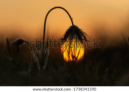 Pulsatilla grandis, South Moravia, a flower of a wilted passerine, the setting sun in the hair of the passerine, forming a lamp. Beautiful evening atmosphere with bokeh.
