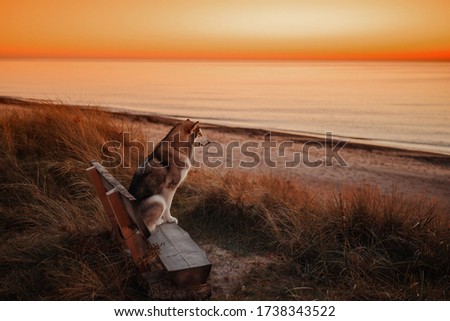 Alaskan Malamute dog meets sunset at sea