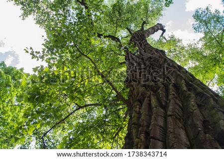 Eastern cottonwood tree in a forest seen upwards against a blue sky  Royalty-Free Stock Photo #1738343714