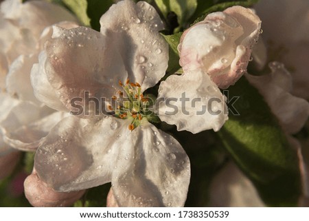 Apple white-pink flower (Malus)  with drops of dew