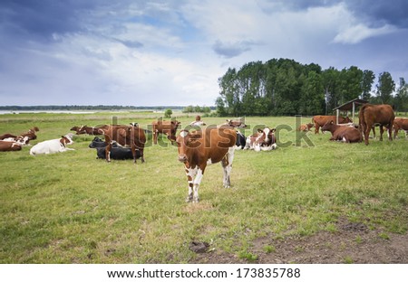 Cows at a field
