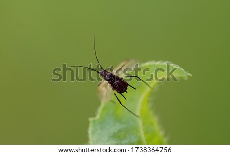 Close-up of gnat on leaf                               
