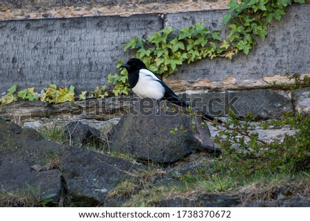 Eurasian Magpie photographed in Scotland, in Europe. Picture made in 2019.