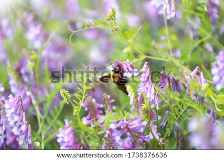 hairy vetch flowers and carpenter bee in spring time