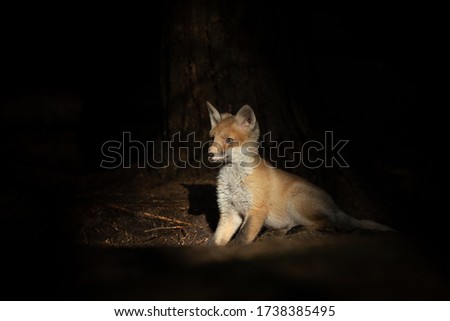 Mammals - European Red Fox (Vulpes vulpes)
