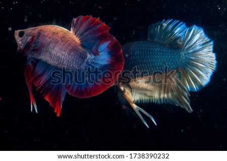 two Betta fish plakat version fighter 