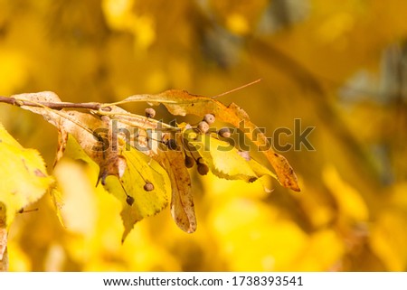 Gold autumn. Sprig of linden on a sunny day. Bright yellow autumn leaves.