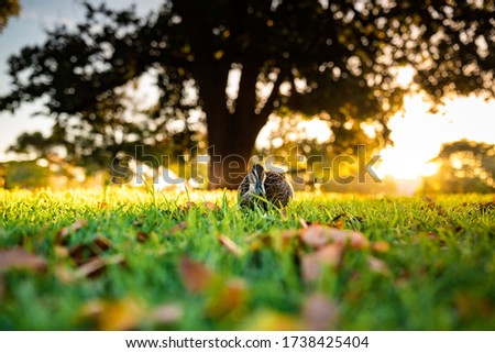 A beautiful shot of a cute mallard walking on a grass