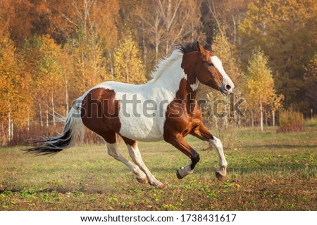 Horse - - action portrait Royalty-Free Stock Photo #1738431617