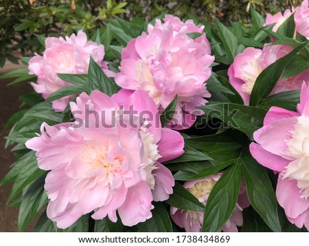 Paeonia officinalis. The large pink and white flower blooming surrounded with green leaves background on a warm sunny day.
