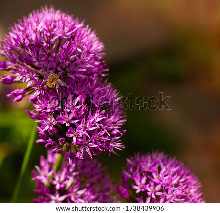 Home garden purple giant onion flowerbed spring may flowers and a bee insect on blurred background. A photo with free blank copy space for text. For cards, posters, website decoration etc