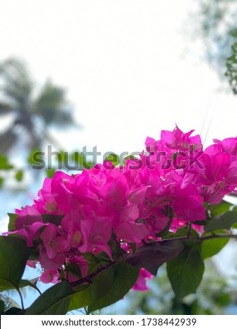Popular pink Bougainvillea flower images. Bougainvillea is colourful display of flowers, a Bougainvillea plant can be grown as a ground or vine.