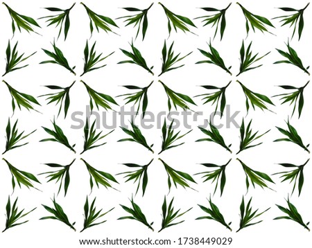 Beautiful leaf pattern. Leaves or Foliage pattern with a white background.