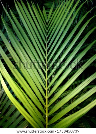 Structure of Areca Palm leaf, beautiful bright leaf, texture, background 