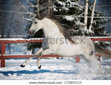 White andalusian horse in paddock