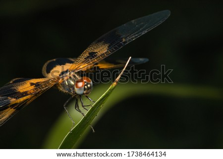 close up dragonfly resting on green leaf