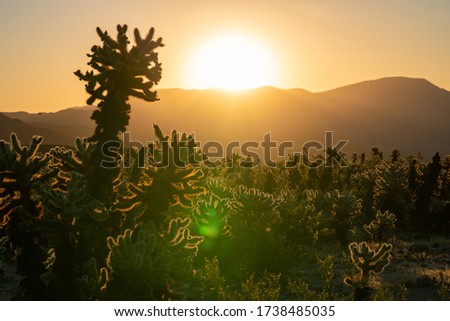 Cholla cactus "glowing" at sunrise in Joshua Tree National Park.   Photo taken in Cholla Gardens.