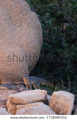 A Gray Fox in the desert at Joshua Tree National Park. 