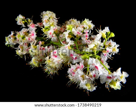                                isolate white chestnut flowers on a black background
