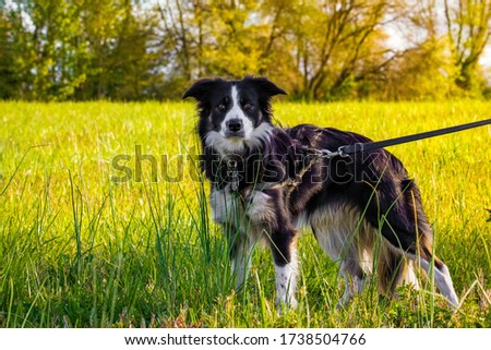 Beautiful sheepdog outside on summer day on leash close up