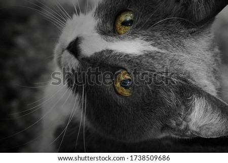 A digitally manipulated photograph of a domestic cat staring up and into the lens.