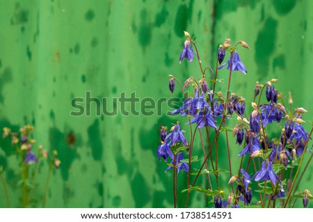 bush of blue bells against a wet wall in the rain.Wide Screen Scenic Wallpaper or Web banner With Copy Space