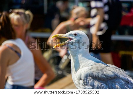 Seagull with an open beak at a market.