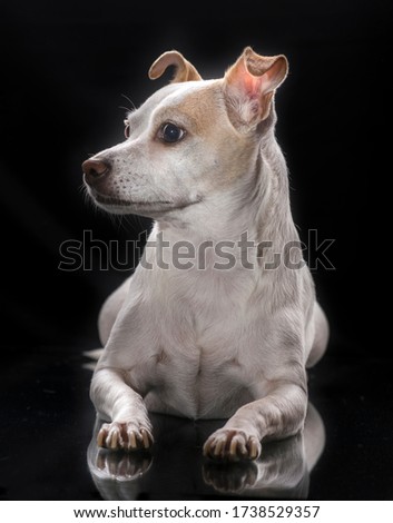 A small breed dog posing for a portrait in a photo studio with a black background, photography dramatic lighting concept