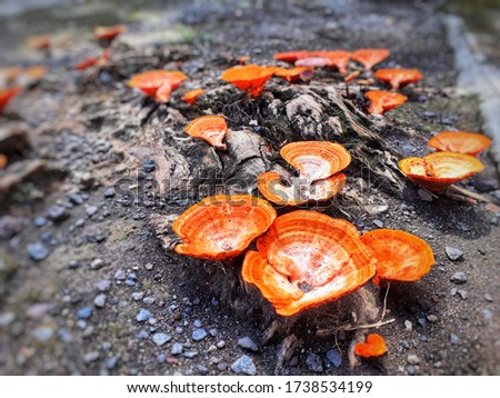 a picture of a red mushroom growing on a cut tree