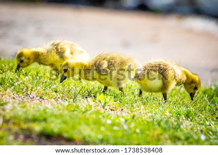 Cute baby canadian gosling birds in the wild at spring day