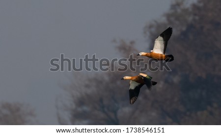 Ruddy Shelduck bird in flight over river ganges
