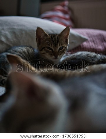 kitten sleep comfortably together at home