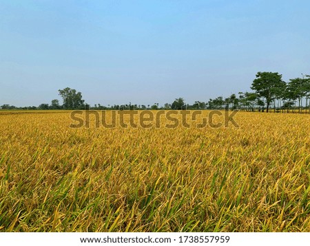 Landscape of rice field with blue sky. Beautiful nature background image.