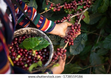 Worker Harvest arabica coffee berries on its branch,Agriculture economy industry business, health food and lifestyle, at the north of Thailand.