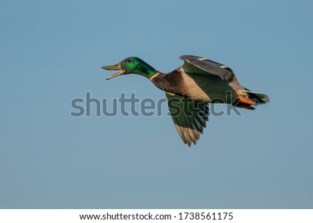 Male Mallard duck in flight (Anas platyrhynchos).