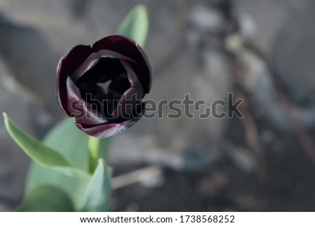 A beautiful tulip with open petals of black color grows in the garden on a gray background. Night queen. Close-up.